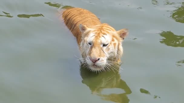 Langzame Beweging Van Bengaalse Tijger Panthera Tigris Tigris Zwom Vijver — Stockvideo