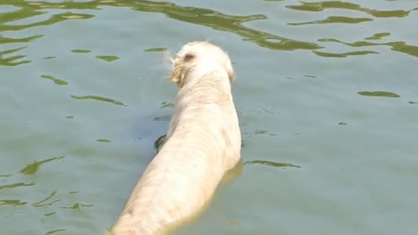 ベンガルトラ Panthera Tigris Tigris の遅い動きは池で泳いでいた — ストック動画