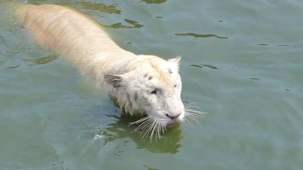 Zeitlupe Von Bengaltiger Panthera Tigris Tigris Schwimmt Teich — Stockvideo