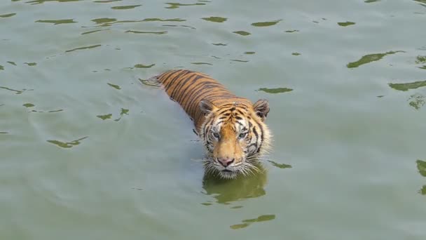 Lassú mozgás a bengáli tigris (Panthera tigris tigris) úszott a tóban.