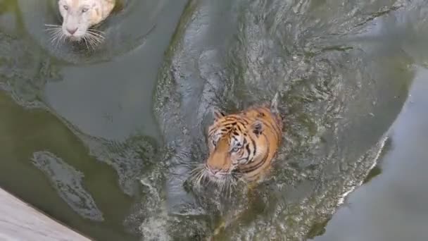 孟加拉虎 Panthera Tigris Tigris 慢动作在池塘里游泳 — 图库视频影像