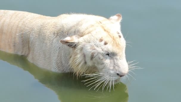 벵골호랑이 Panthera Tigris Tigris 의느린 움직임은 연못에서 헤엄치고 있었다 — 비디오