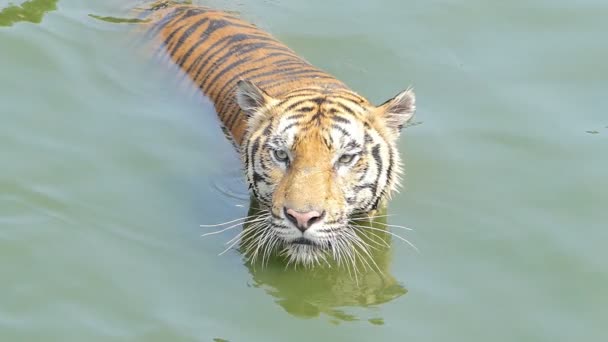 孟加拉虎 Panthera Tigris Tigris 慢动作在池塘里游泳 — 图库视频影像