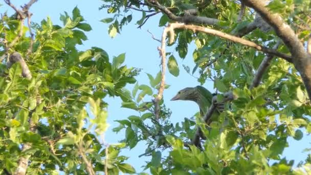 熱帯雨林の木の上に並ぶバーベキュー鳥 — ストック動画