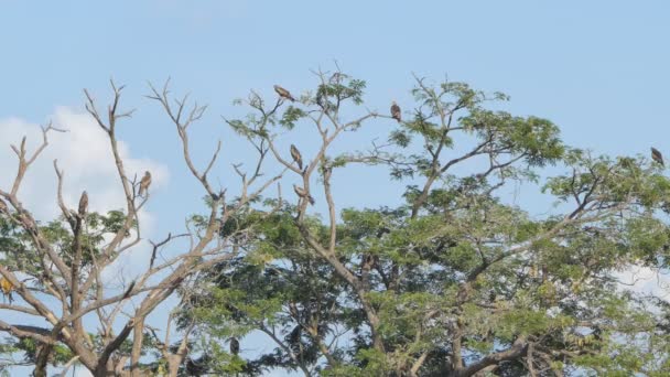 Buse Épaulettes Perché Dans Forêt Tropicale Humide — Video