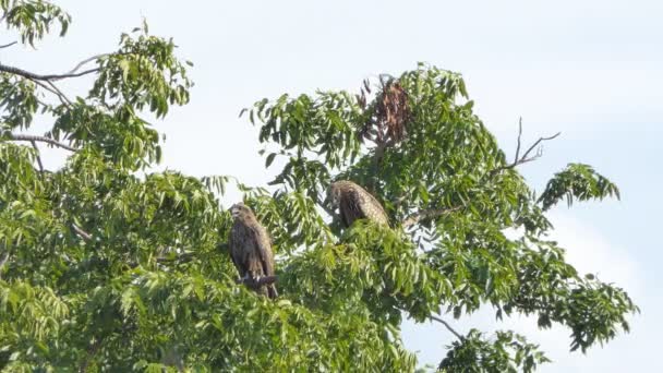 Red Shouldered Hawk Perching Tree Tropical Rain Forest — Stock Video