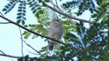 Tropikal yağmur ormanlarında baykuş dalda.