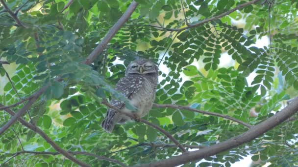 Hibou Sur Branche Dans Forêt Tropicale Humide — Video