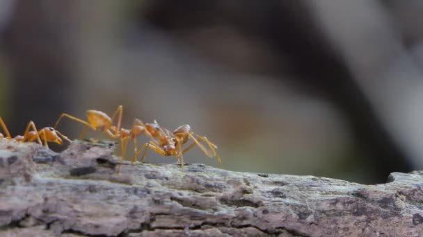 Κόκκινο Μυρμήγκι Oecophylla Smaragdina Fabricius Στο Υποκατάστημα Στο Τροπικό Δάσος — Αρχείο Βίντεο