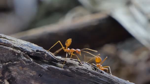 Tropikal Yağmur Ormanlarında Dalı Üzerinde Kırmızı Karınca Oecophylla Smaragdina Fabricius — Stok video