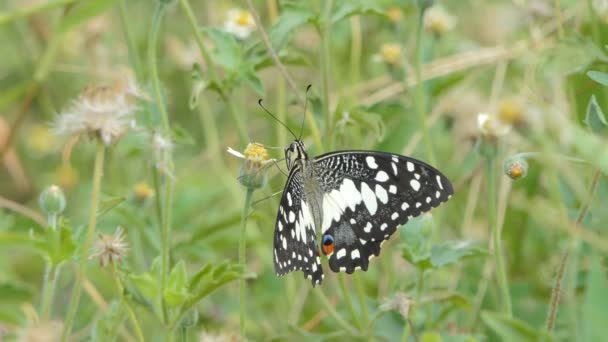 Dark Glassy Tiger Parantica Agleoides Mariposa Comiendo Néctar Flor Silvestre — Vídeos de Stock