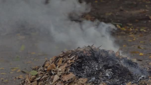 Rook Veroorzaakt Door Brandende Droge Bladeren Achtertuin — Stockvideo