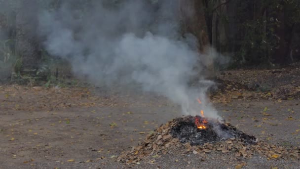 Fumée Causée Par Combustion Feuilles Sèches Dans Cour Arrière — Video