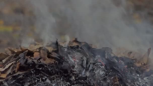 裏庭で乾燥した葉を燃やすことによって引き起こされる煙 — ストック動画
