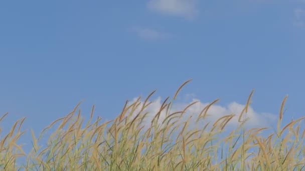 Травяной Цветок Ветру Природа — стоковое видео