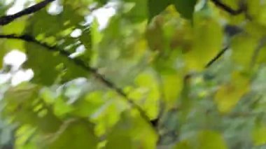 Ormanda hareket bulanıklığı, bir şeyden kaçmak korku ve paniktir..