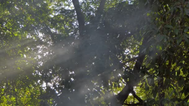 熱帯雨林の木々の間を煙と陽射しが通り過ぎる リアルタイム4K解像度ビデオ映像 — ストック動画