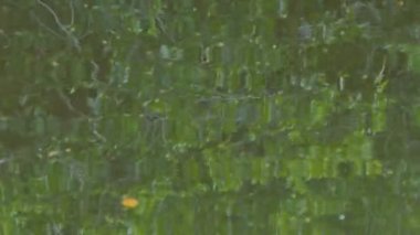 Su üzerindeki yeşil yaprağın yansıması, doğa arka planı.. 