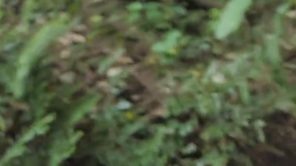 Flou du mouvement dans la forêt, concept échapper à quelque chose est la peur et la panique .