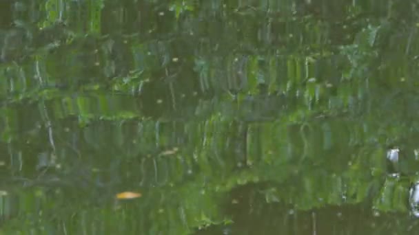 Αντανάκλαση Του Πράσινου Φύλλου Στο Νερό Φόντο Της Φύσης — Αρχείο Βίντεο