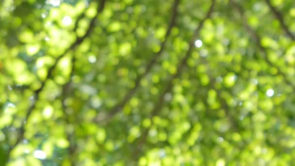 Красивий Боке Дерева Русі Абстрактний Тло Відеозапис Роздільної Здатності Режимі — стокове відео