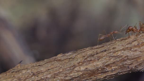 红色蚂蚁 Oecophylla Smaragdina 在热带雨林的分支 — 图库视频影像