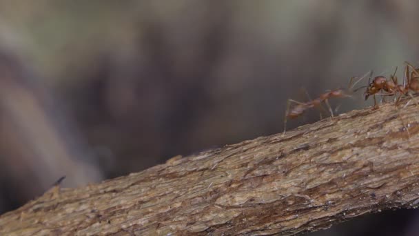 Fourmi rouge (Oecophylla smaragdina Fabricius) sur une branche dans une forêt tropicale humide .