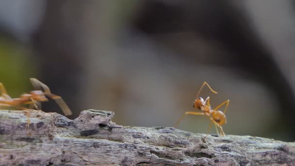 Red ant (Oecophylla smaragdina Fabricius) on branch in tropical rain forest.