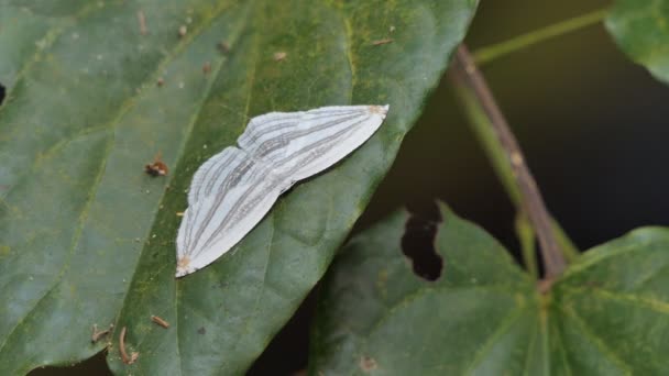 Papillon Blanc Sur Feuille Verte Dans Forêt Tropicale Humide — Video