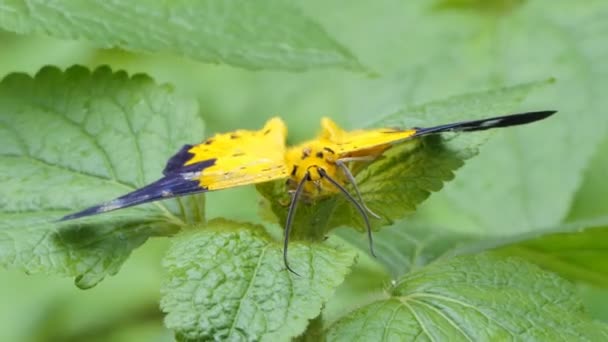 Gelbe Motte Auf Grünem Blatt Tropischen Regenwald — Stockvideo