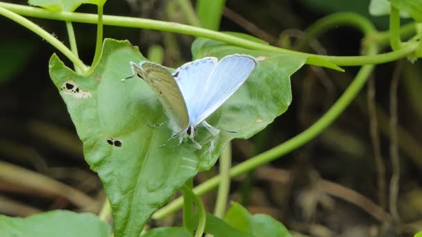 Ciliate Farfalla Blu Anthene Emolus Foglia Verde Nella Foresta Pluviale — Video Stock
