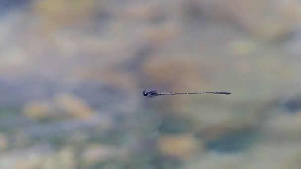 Libellule Volant Sur Des Fonds Cascade Dans Forêt Tropicale Humide — Video