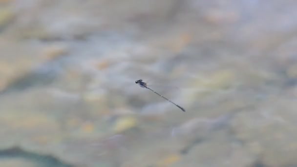 Libelle Vliegend Waterval Achtergronden Tropisch Regenwoud — Stockvideo
