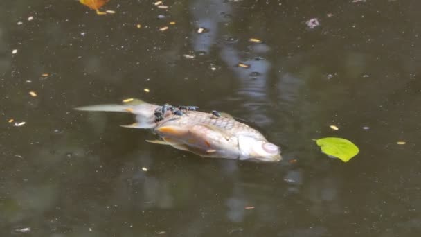 Balıklar Atık Kirlilik Yüzünden Öldü — Stok video