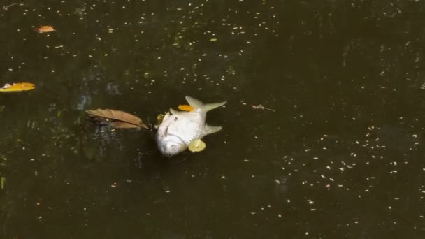 Ψάρια Είναι Νεκρά Στα Λύματα Στη Βιομηχανία Της Ρύπανσης — Αρχείο Βίντεο