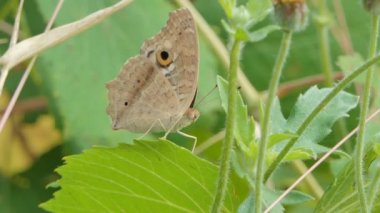 Limonlu Pansy (Junonia limonias) kelebeği çayırda yabani çiçek nektarı yiyor.