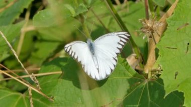 Çizgili Albatros (Appias libythea) kelebeği çayırda yabani çiçek nektarı yiyor.