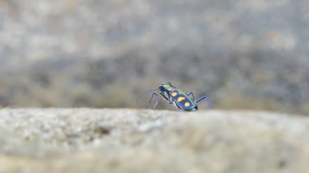 湿地石上昆虫的多丽射击 — 图库视频影像