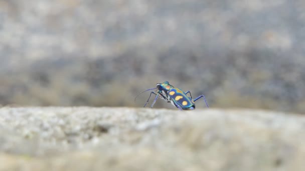 Dolly Disparo Insecto Piedra Humedal — Vídeos de Stock