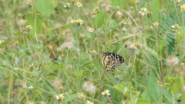 Тёмный Стеклянный Тигр Parantica Agleoides Бабочка Ест Нектар Дикого Цветка — стоковое видео