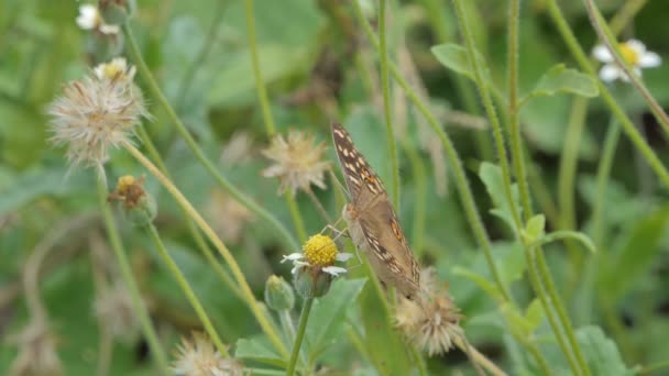 莱蒙潘西 朱诺尼亚柠檬 蝴蝶在草地上吃野花花蜜 — 图库视频影像