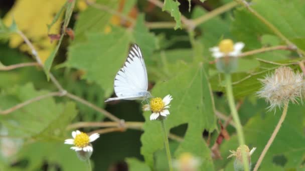 Albatros Pruhovaný Appias Libythea Motýl Jedoucí Nektar Divokého Květu Louce — Stock video