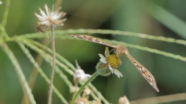 レモンパンジー ジュノニア レモニアス 蝶は草原で野生の花の蜜を食べる — ストック動画