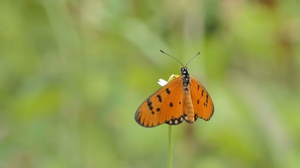 Oranje Vlinder Eet Nectar Van Wilde Bloem Weide — Stockvideo