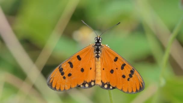 Oranje Vlinder Eet Nectar Van Wilde Bloem Weide — Stockvideo