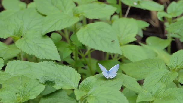 Ciliate Papillon bleu (Anthene emolus) sur les feuilles vertes de la forêt tropicale humide .