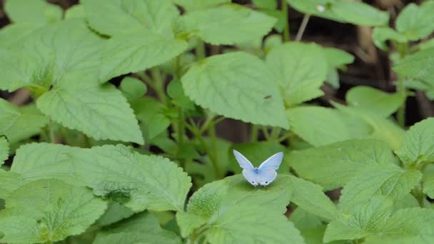 Ciliate Blue Pillangó Anthene Emolus Zöld Levélen Trópusi Esőerdőkben — Stock videók