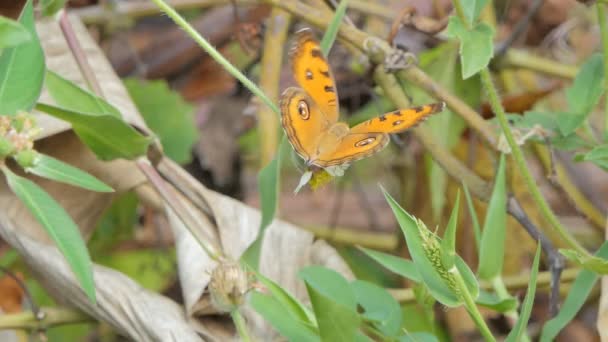 Orangefarbener Schmetterling isst Nektar von Wildblumen auf der Wiese.
