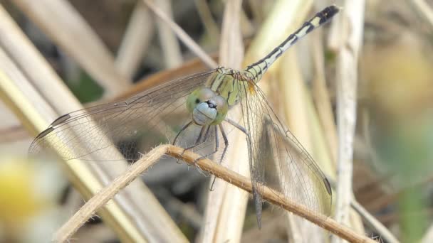 Dragonfly Ramură Pădurea Tropicală — Videoclip de stoc