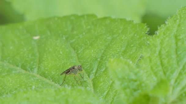 Fliege Auf Grünem Blatt Tropischen Regenwald — Stockvideo